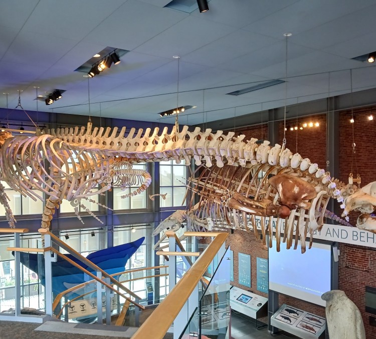 New Bedford Whaling Museum (New&nbspBedford,&nbspMA)